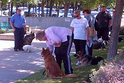 Behavior Modification Program in Fremont, CA | The American Canine Institute