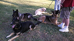 Limited off leash training in Fremont, CA | The American Canine Institute